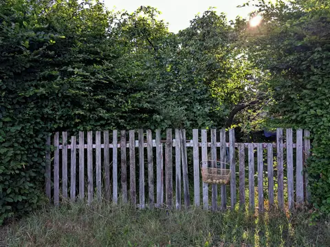 Before: a weathered picket fence almost swallowed by overgrown hedging and long grass