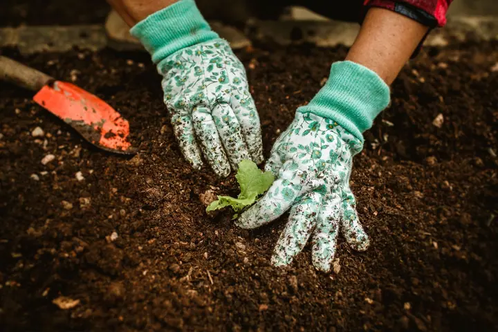 Gloved hands firming a young plant into dark, freshly dug soil